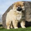 Amazing Champion Import Line AKC Chow chow puppies available!
