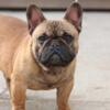 French Bulldog male red black mask Gorgeous son of a Grand Champion
