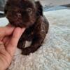 Beautiful Chocolate Shih tzu Imperial Female