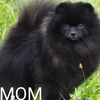 POMERANIAN   FEMALE. PUPPY