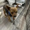 Full Breed Adult Male Yorkie