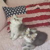 GORGEOUS babies Golden and Silver
