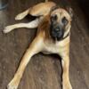 UKC Presa Canario Female 3yrs old