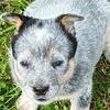 Beautiful Blue Heelers