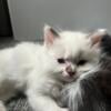 Gorgeous Ragdoll Female Now Ready