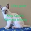 Siamese Kittens CFA Registered