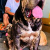 Merle Mastiff Stud available