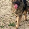 Caucasian shepherd female