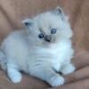 Beautiful TICA Ragdoll Kittens