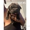 Ckc cane corso