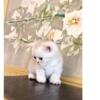 BRITISH SHORTHAIR KITTENS FOR SALE $1500