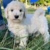  Standard Poodle Puppies hypoallergenic 