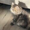 Golden Smokey baby girl Persian. 