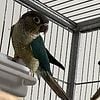 Conure Babies