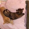 8 week old kittens