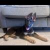12 wk bicolor German Shepherd Puppy-potty trained!