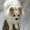 Beautiful ACA purebred Pomeranian puppy