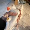 Cleartails Indian Ringnecks