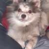 2 Pomeranians For sale