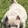 AMERICAN BULLY XL PUPS