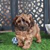 Twix Stunning Chocolate Male Yorkiepoo Puppy