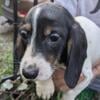 KENTUCKY RUG NOODLES! DACHSHUND PUPPIES SHORTHAIR, LONGHAIR, WIREHAIR AVAILABLE CKC REG. AND MICROCHIPPED