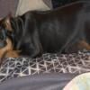 Female adult miniature pinscher