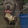 xl bully pups