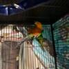 Sun conure female pair