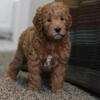 Mini Goldendoodles Red Abstract and Apricot 