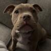 American bully puppy for sale Michigan