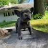 Boy Frenchie puppy for sale