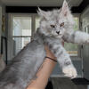 TICA FEMALE  Maine Coon BIGGEST OF LITTER