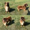 AKC Red tri Australian shepherd STUD