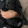 #labrador retriever# puppies# ready for new homes now! #lab