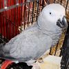 Male African grey