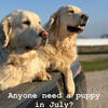 English cream golden retrievers