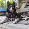 A1 Shepsky stud rare color eye and fur pattern