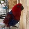 4 Month old female Eclectus parrot