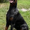 Doberman puppies