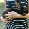 Mini Rex Does (black otter and harlequin)