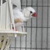 White zebra finch males and females