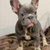 French bulldog