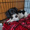 Mini Dachshund Female