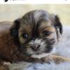 Puppies shih tzu puppies