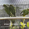 Indian Ringneck PROVEN PAIRS
