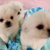 Pekingese shihtzu puppies 