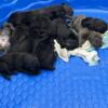 11 Cane Corso Puppies