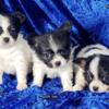 AKC Papillon puppies - nationwide shipping available