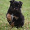 Adorable Black Tri Aussie Barnacle